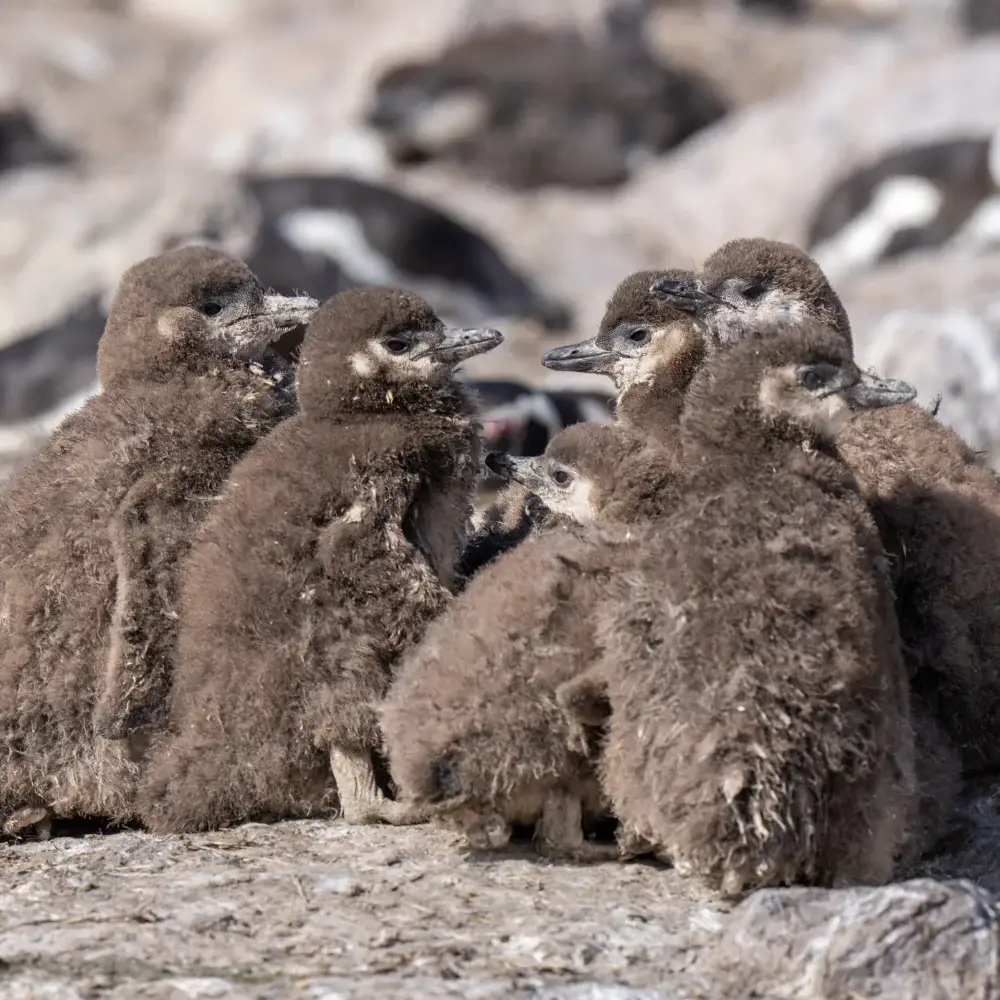 Magellanic penguin chicks huddled together
