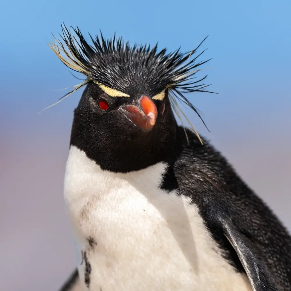 Close up of a rockhopper penguin