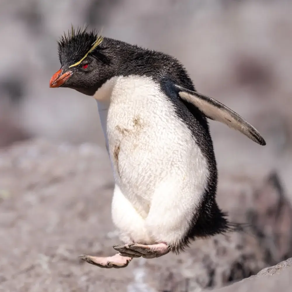 A rockhopper penguin mid-jump