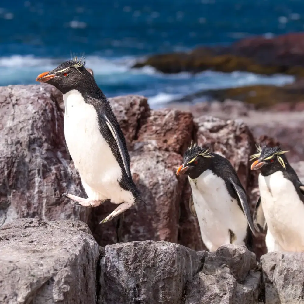 A line of rockhopper penguins jumping from rock to rock