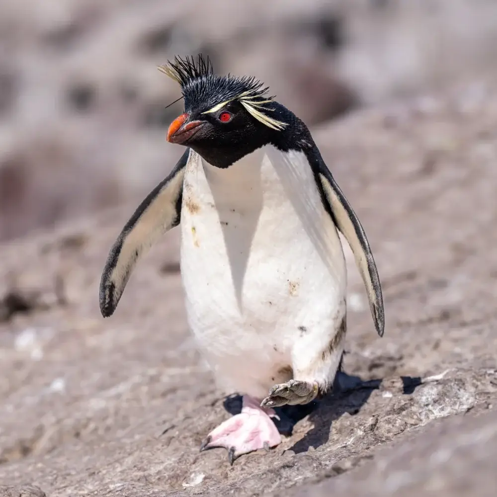 Rockhopper penguin walking
