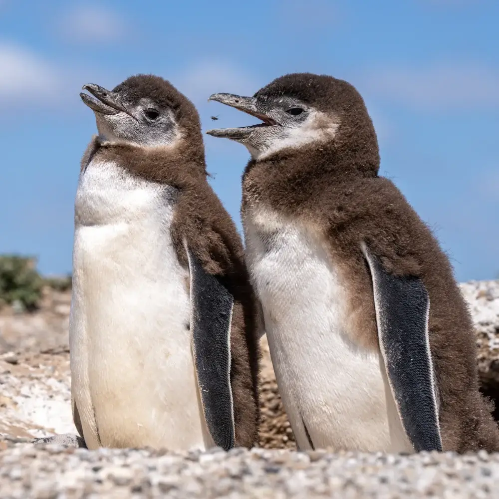 Two Magellanic penguin chicks standing together