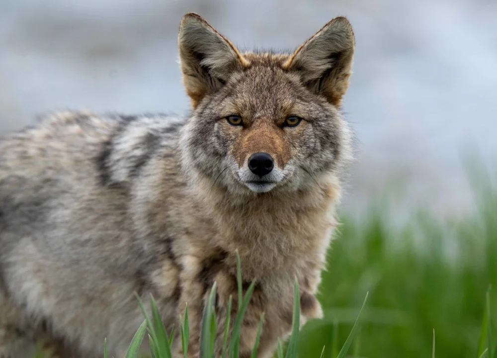 Coyote standing in the grass