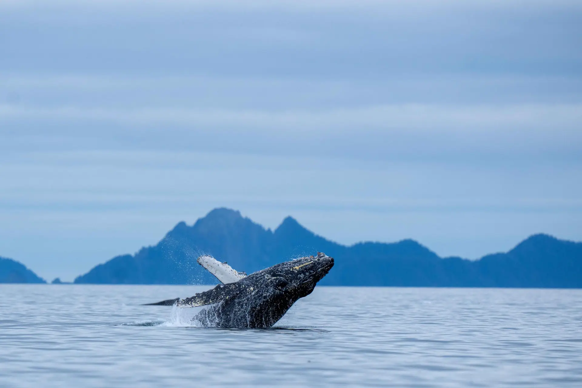 Humpback whale