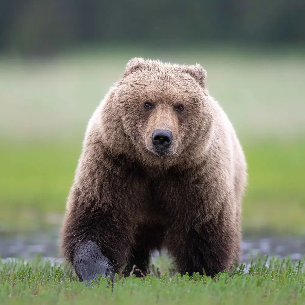 Bear walking through water