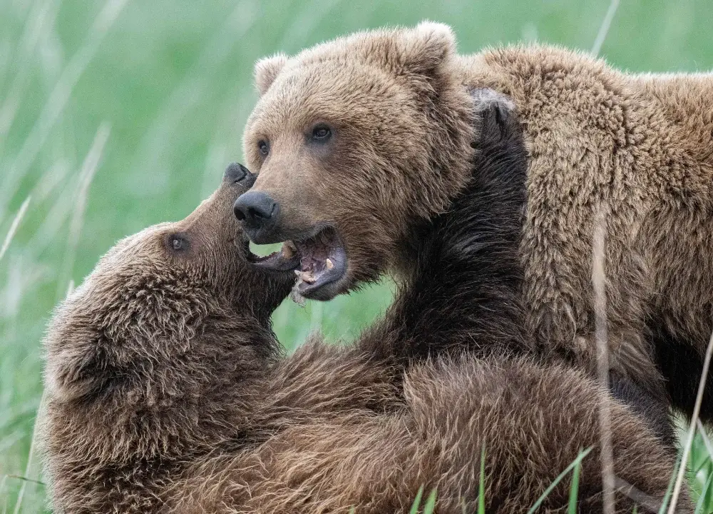 Bears playing in the grass