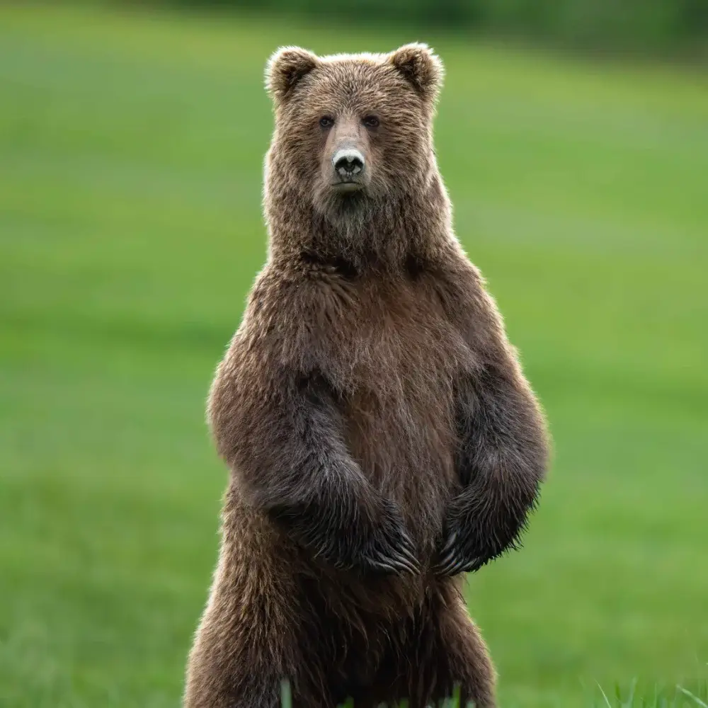 Standing brown bear