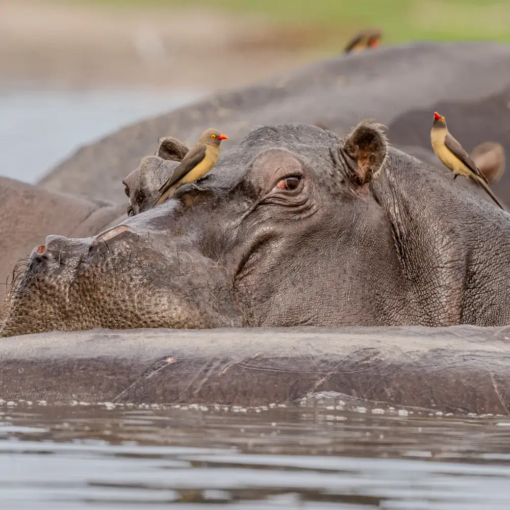 Multiple hippos in the water with Oxpeckers perched on them