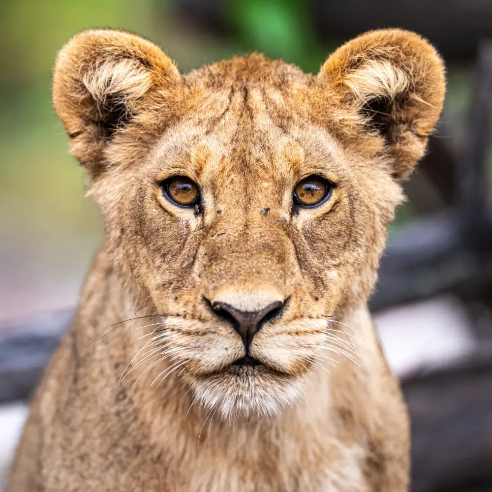 Close up of a lion cub looking at the camera