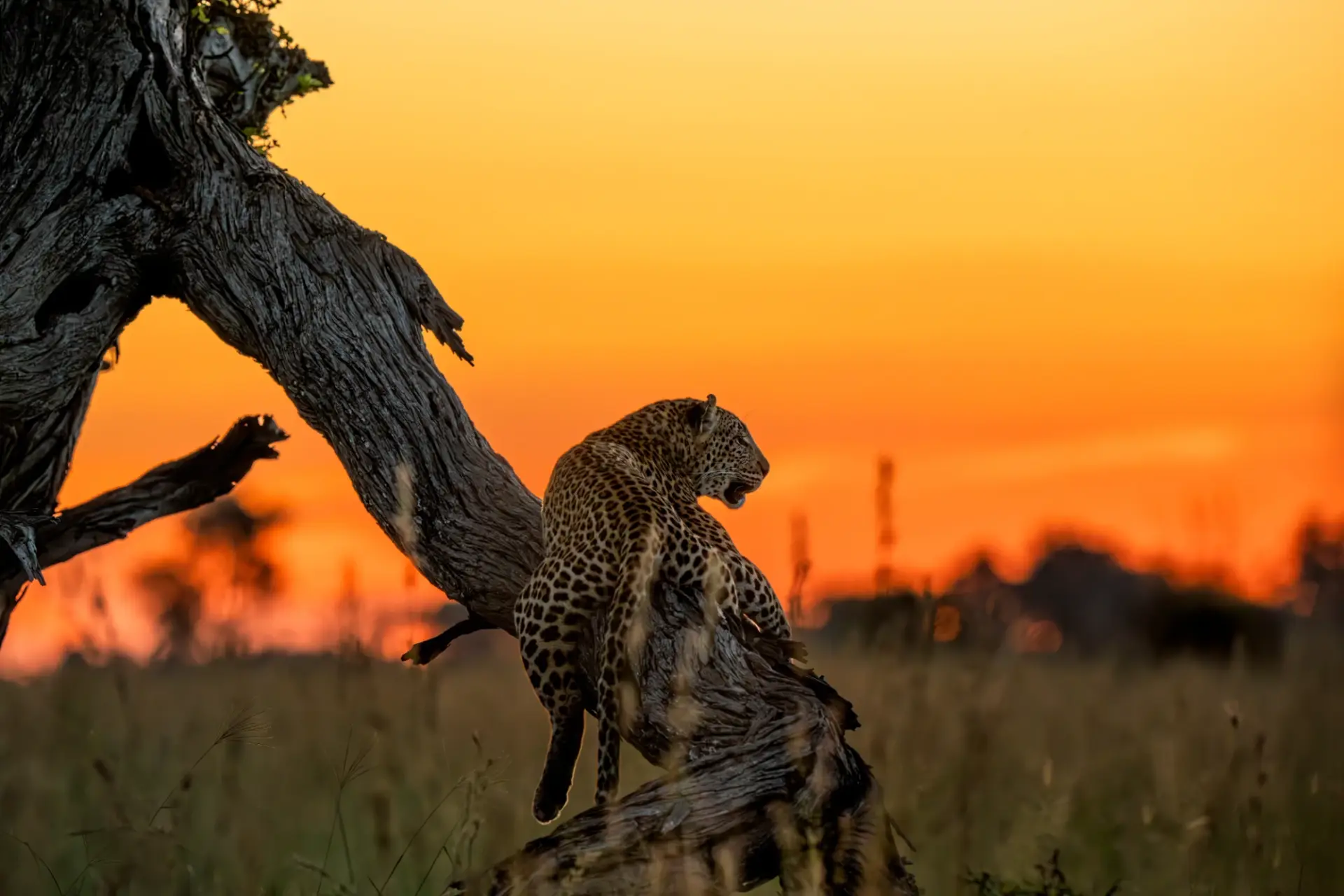 Leopard silhouette on tree