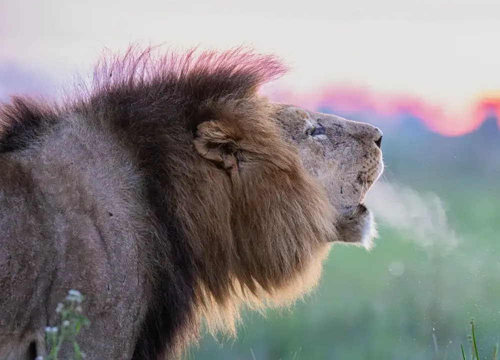 Lion roaring at sunset