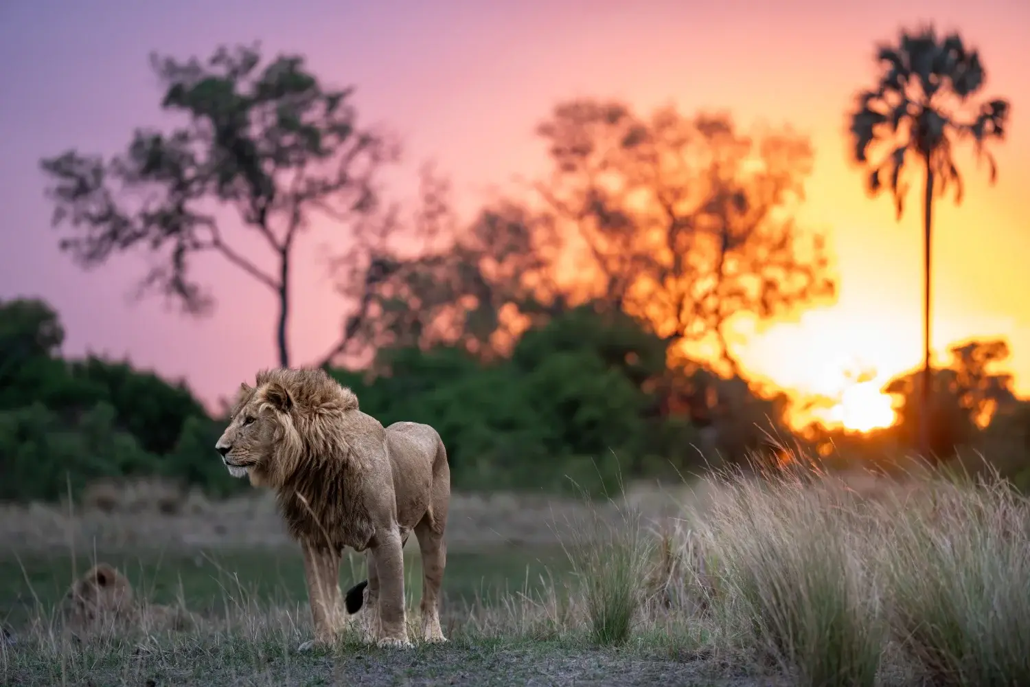 Lion on the prairie at sunset