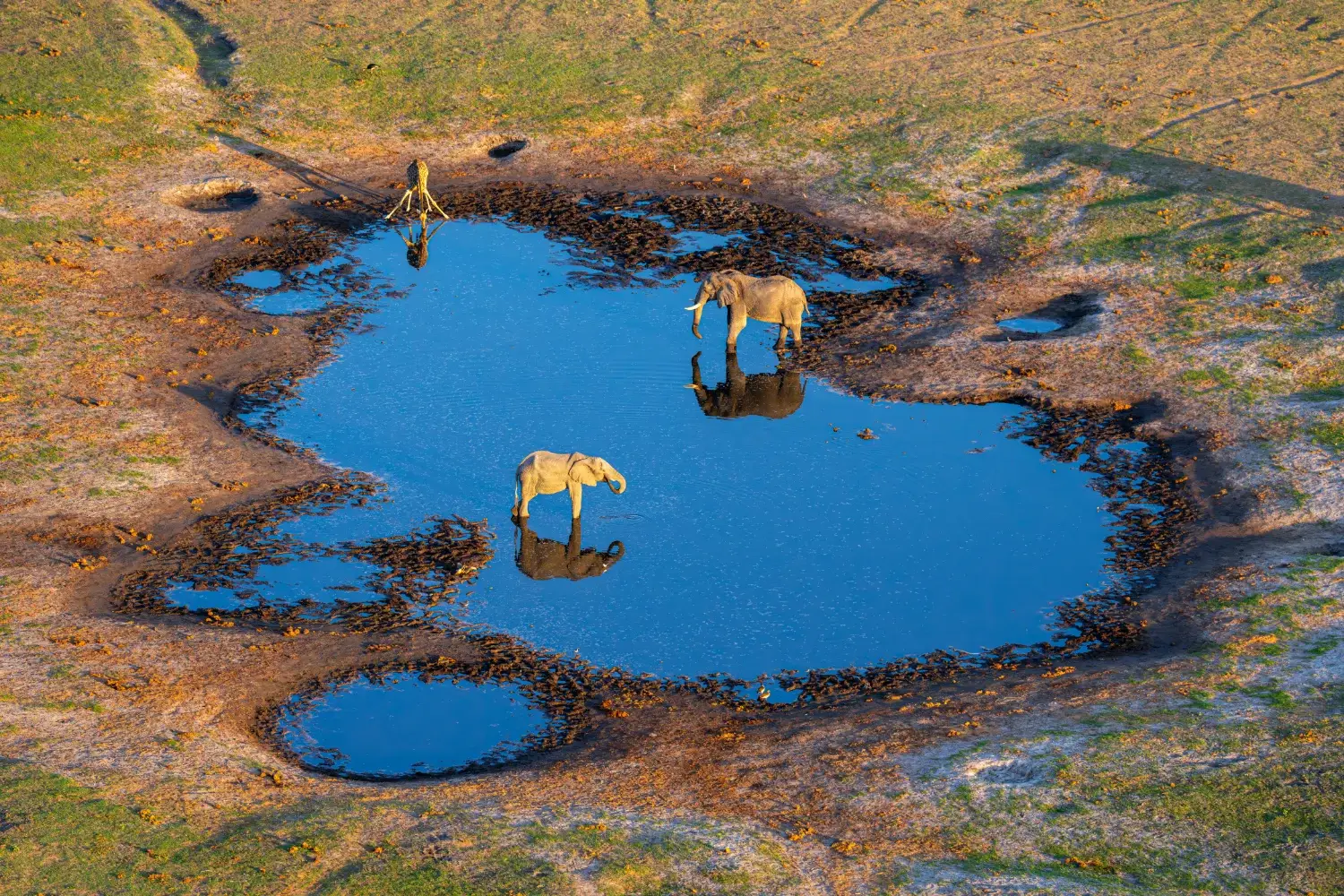 Arial shot of a large waterhole populated with two elephants and a giraffe