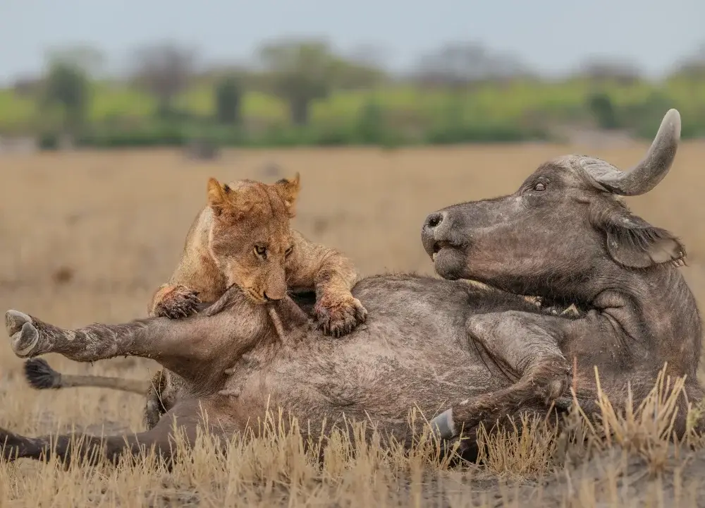 Lion in the process of taking down a bufalo