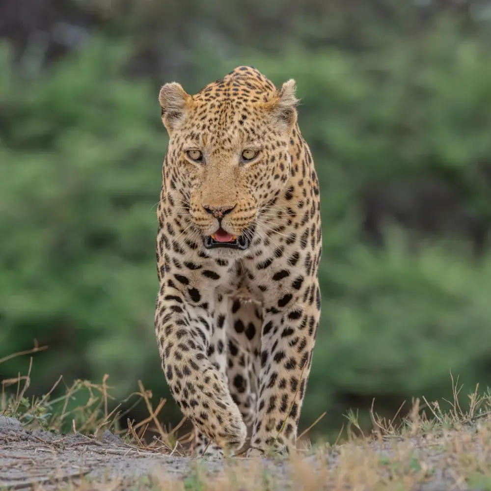 Leopard walking towards the camera