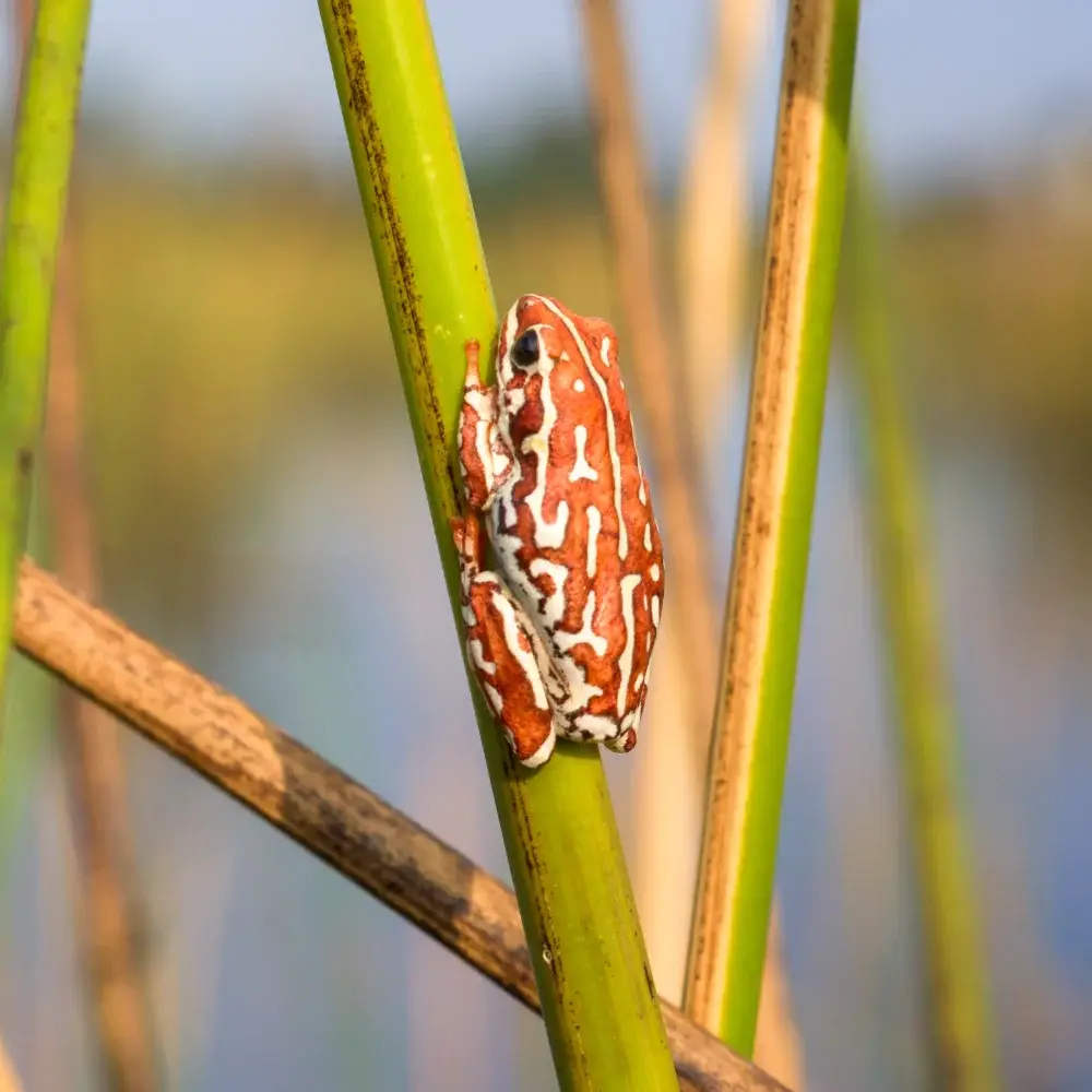 Brightly colored Angolan reed frog clinging to a reed