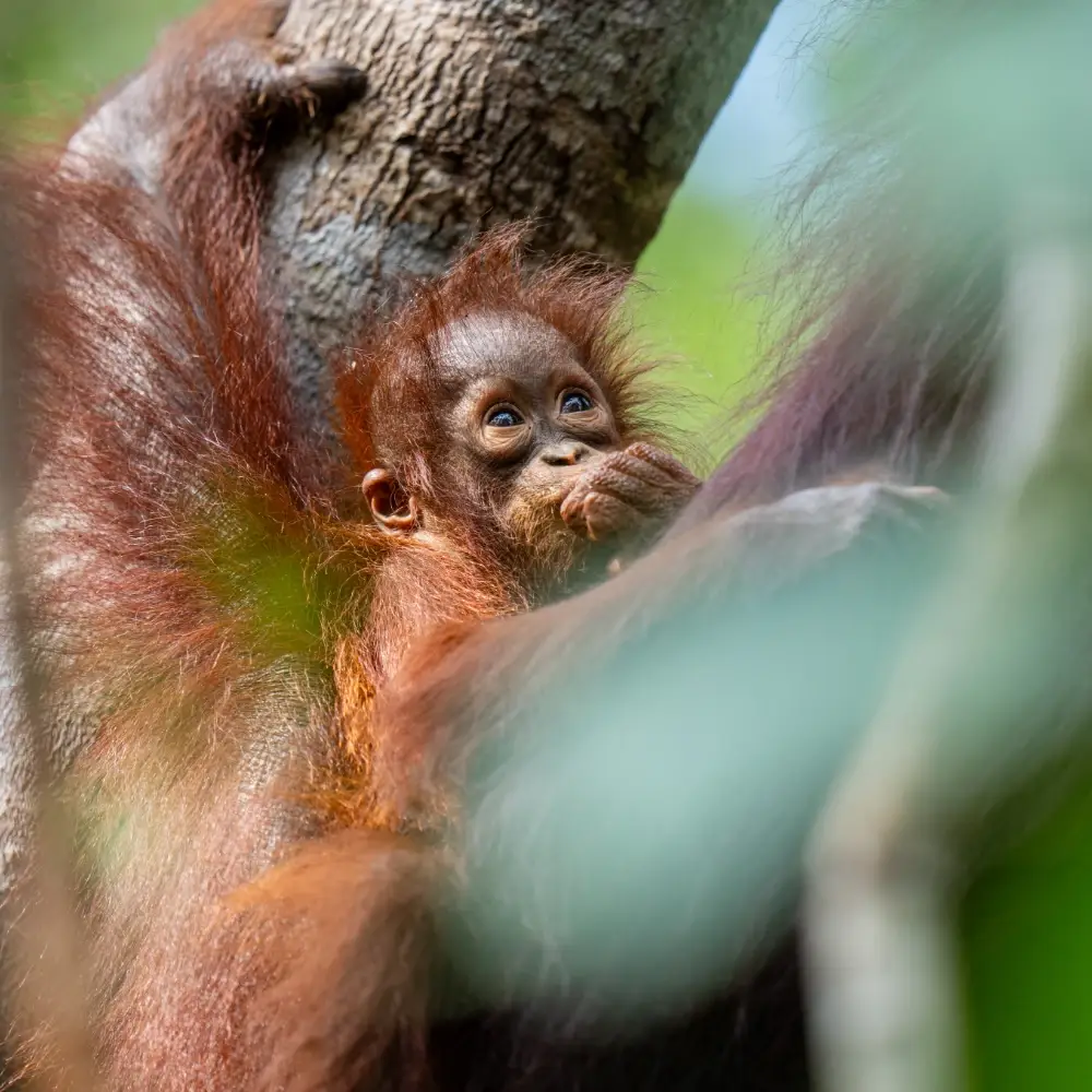 Baby orangutan in the arms of an adult orangutan sharing a tree