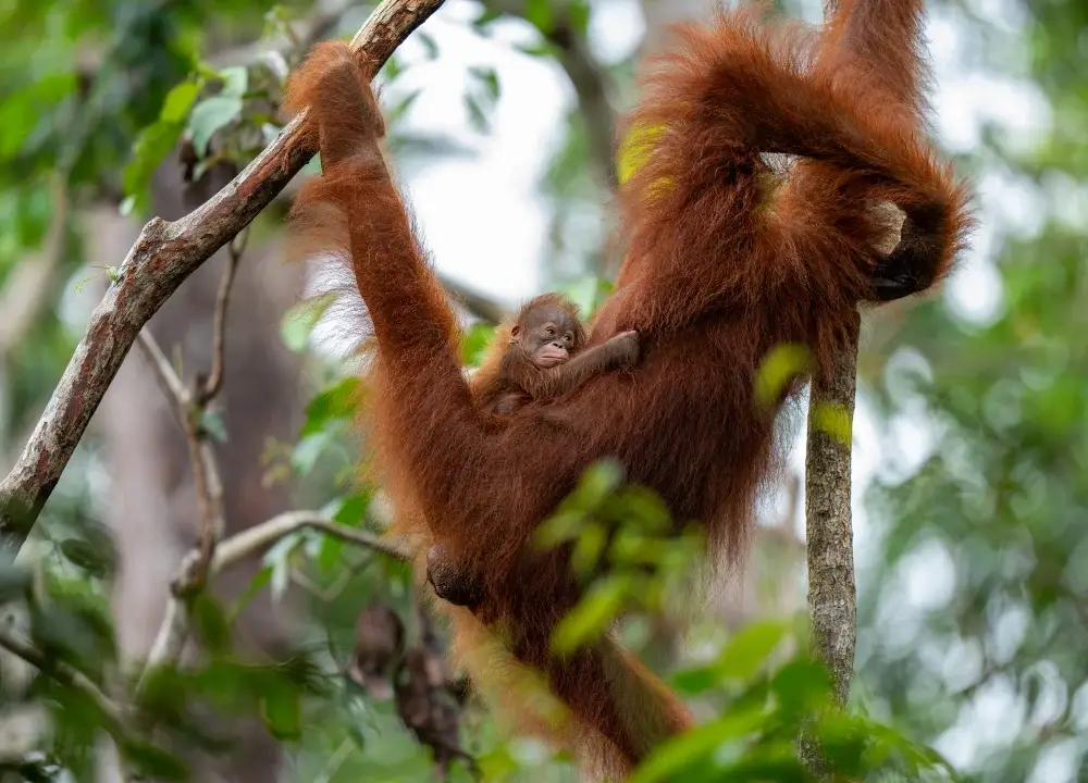 Baby orangutan clinging to an adult orangutan as they lounge in a tree