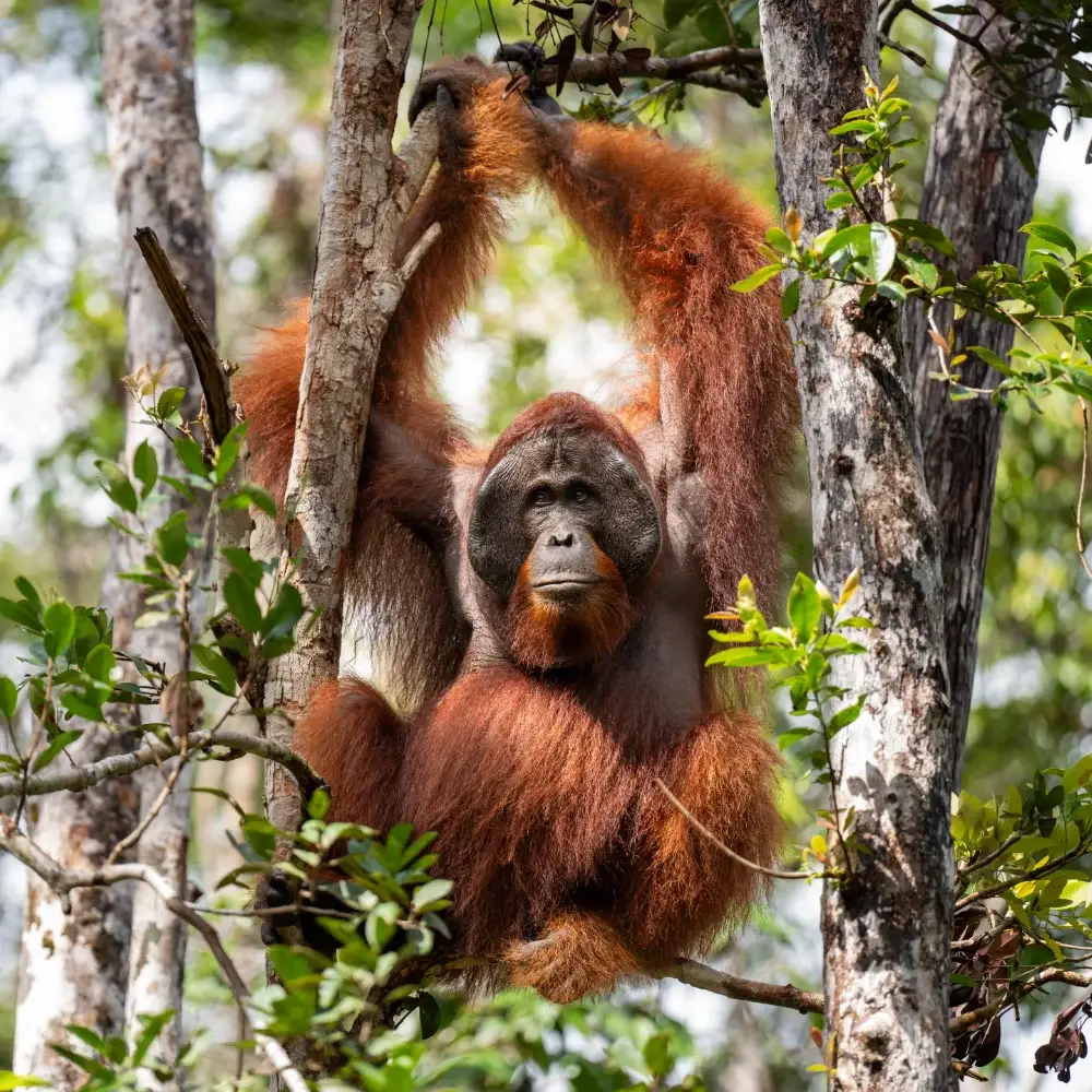 Male orangutan in a tree
