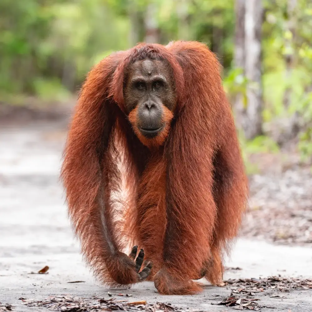 Orangutan walking towards the camera