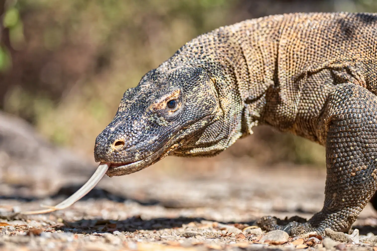 Close up of a Komodo dragon with his tongue out