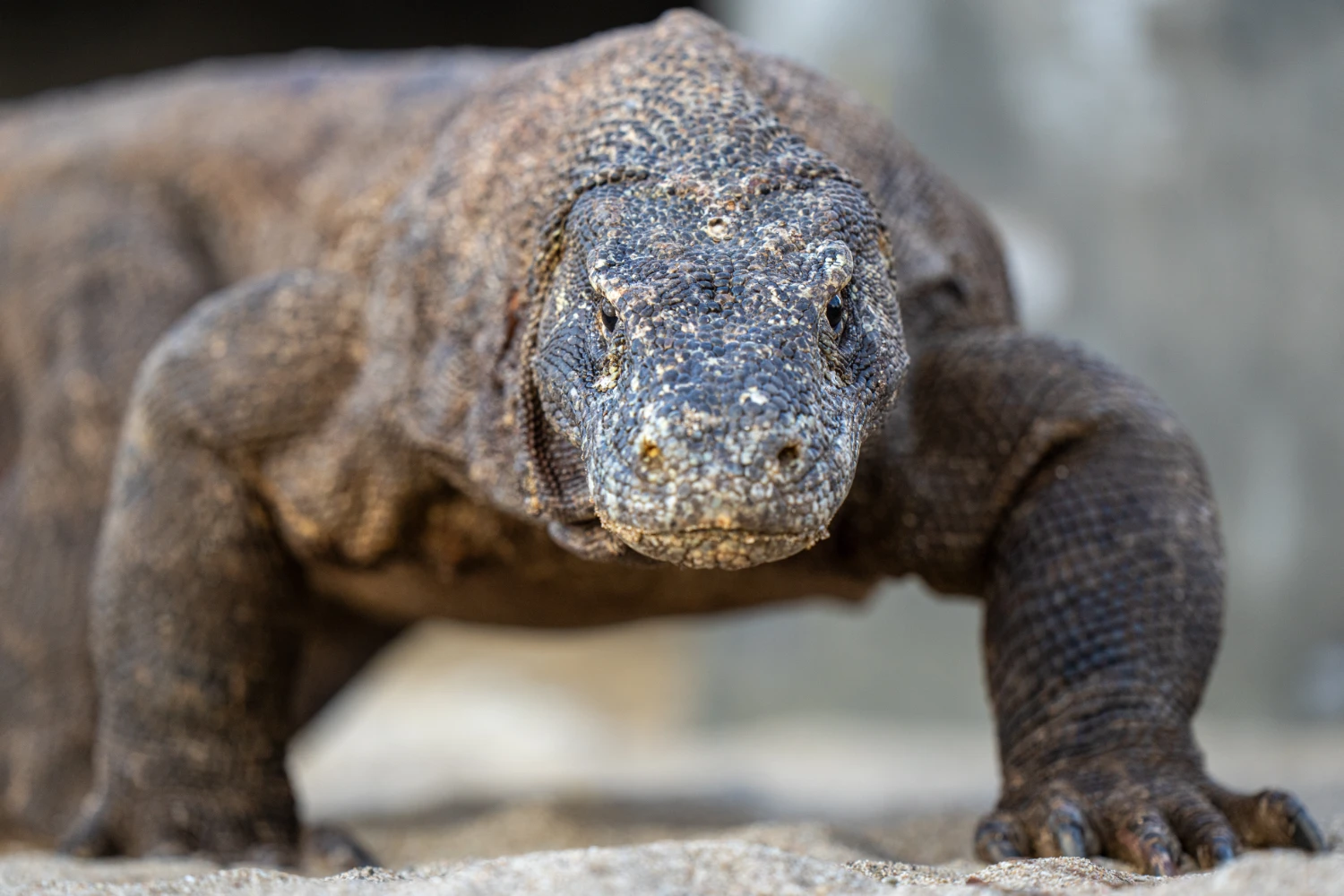 Komodo Dragon facing the camera