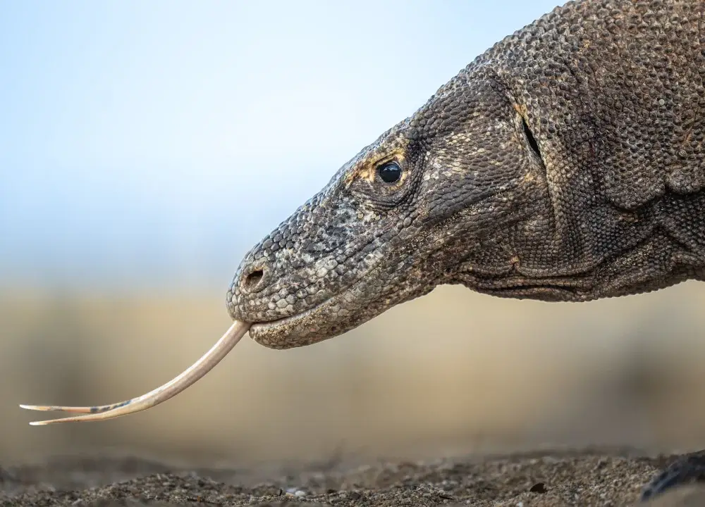 Close up of a Komodo dragon with his tongue out