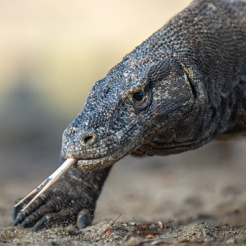 Close up of a Komodo dragon with his tongue out