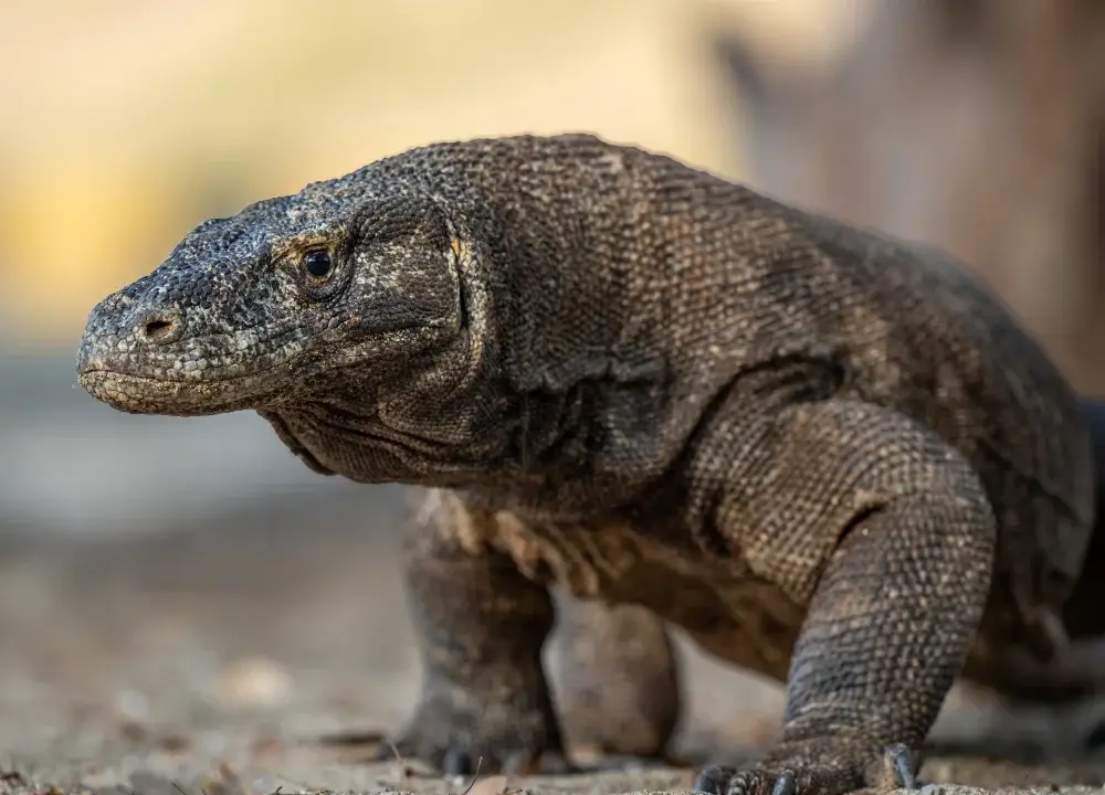 Komodo dragon