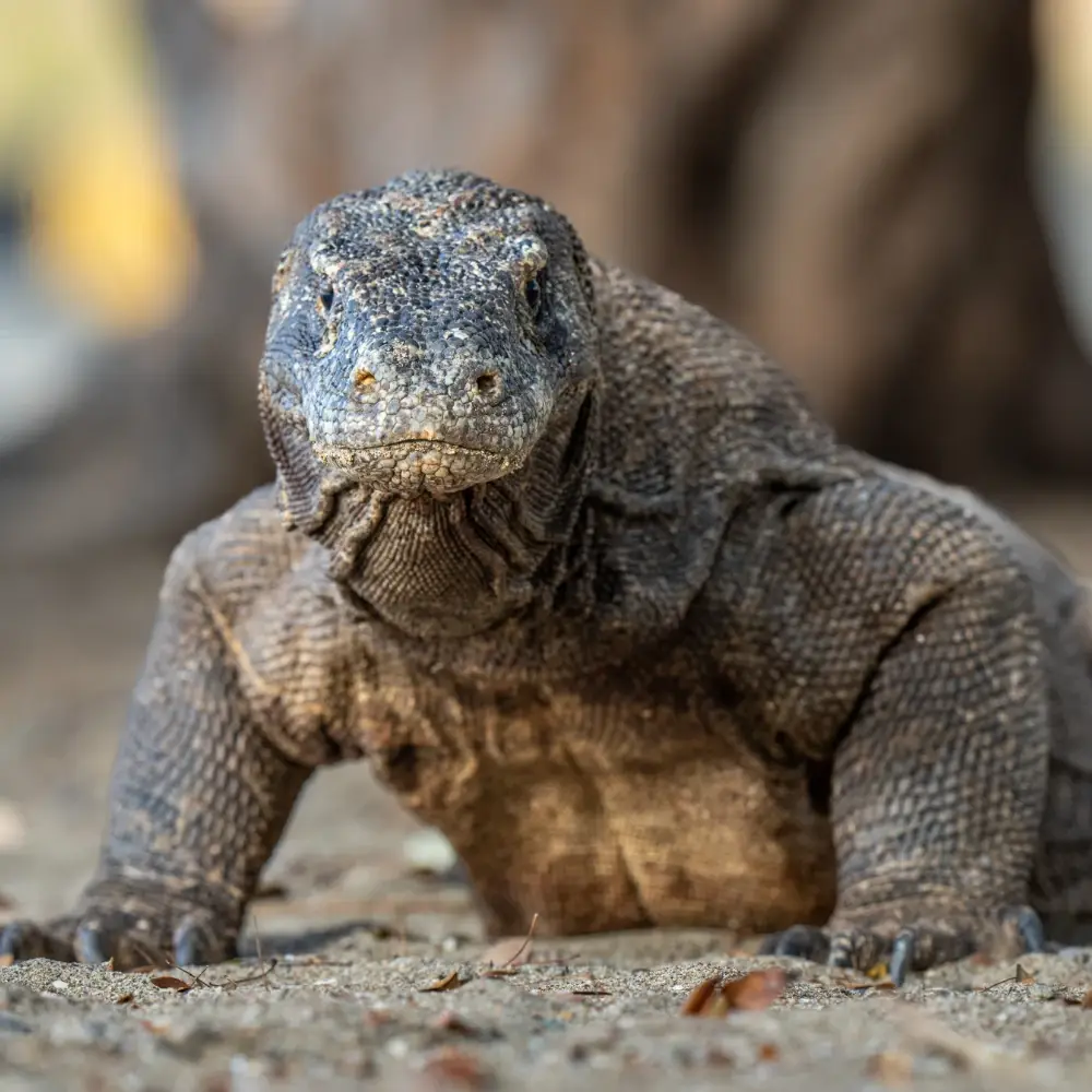 Komodo dragon