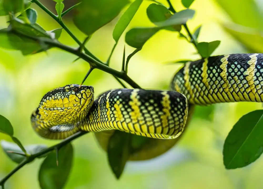 Brightly colored moon python coiled around a tree limb