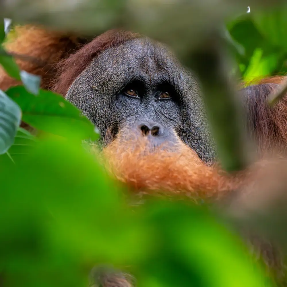 Close up of a male orangutan partially hidden in a tree