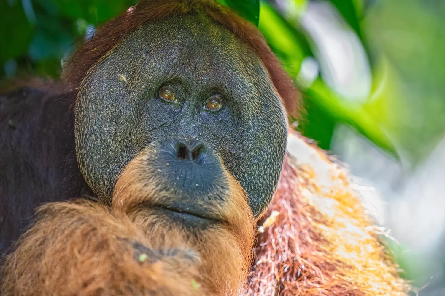 Close up of a male orangutan