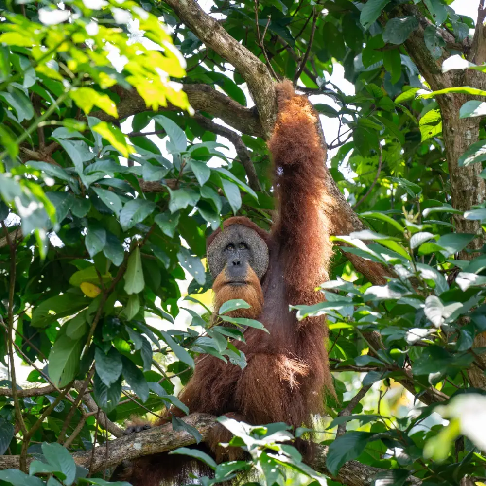 Male Orangutan sitting on a tree branch grasping another above him
