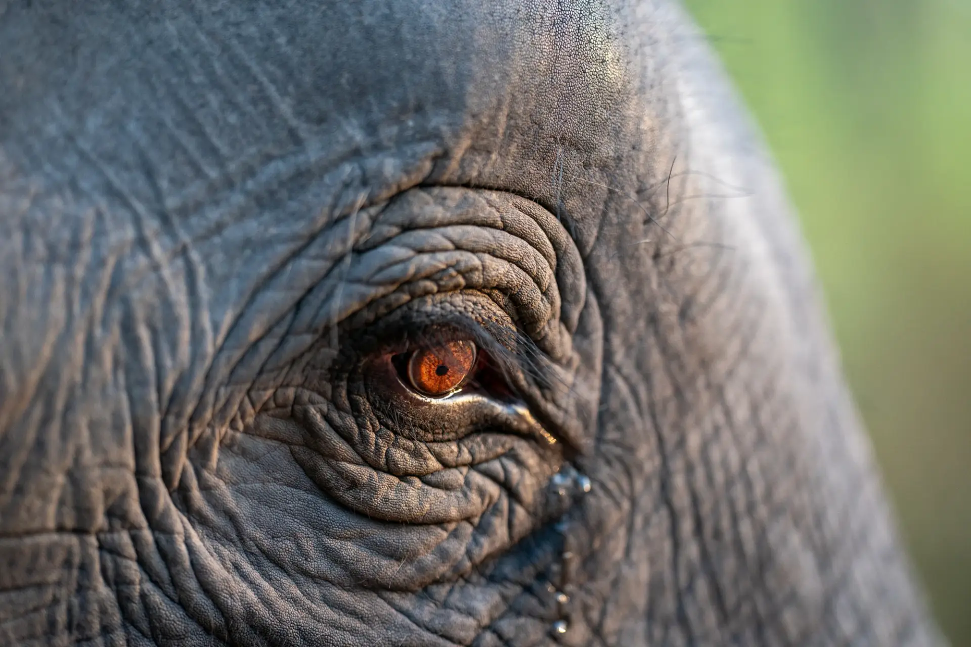 Close up on an Asian elephant eye