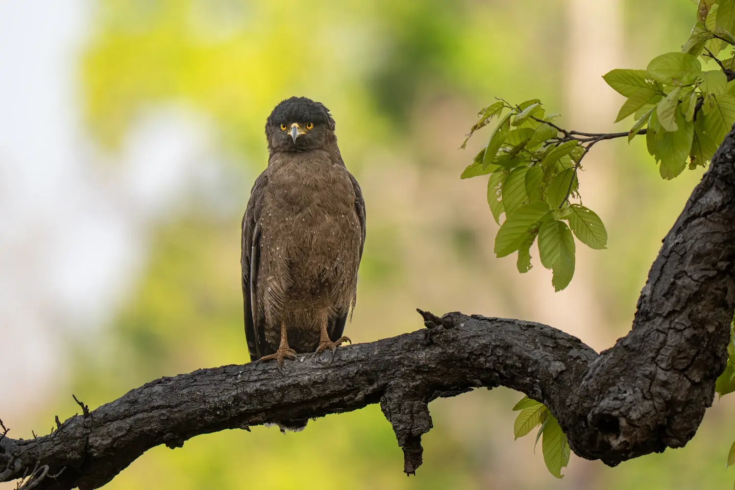Indian crested serpent eagle on a large branch with greenery behind