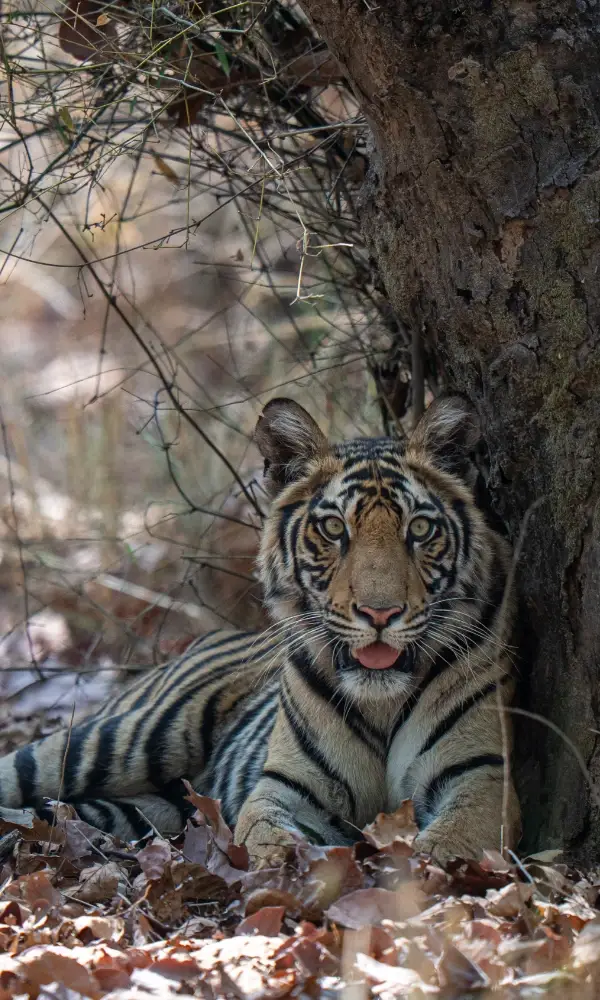 Tiger resting against a tree, panting