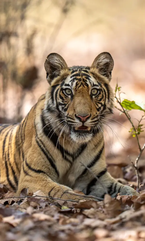 Tiger laying down on dead leaves in the forest