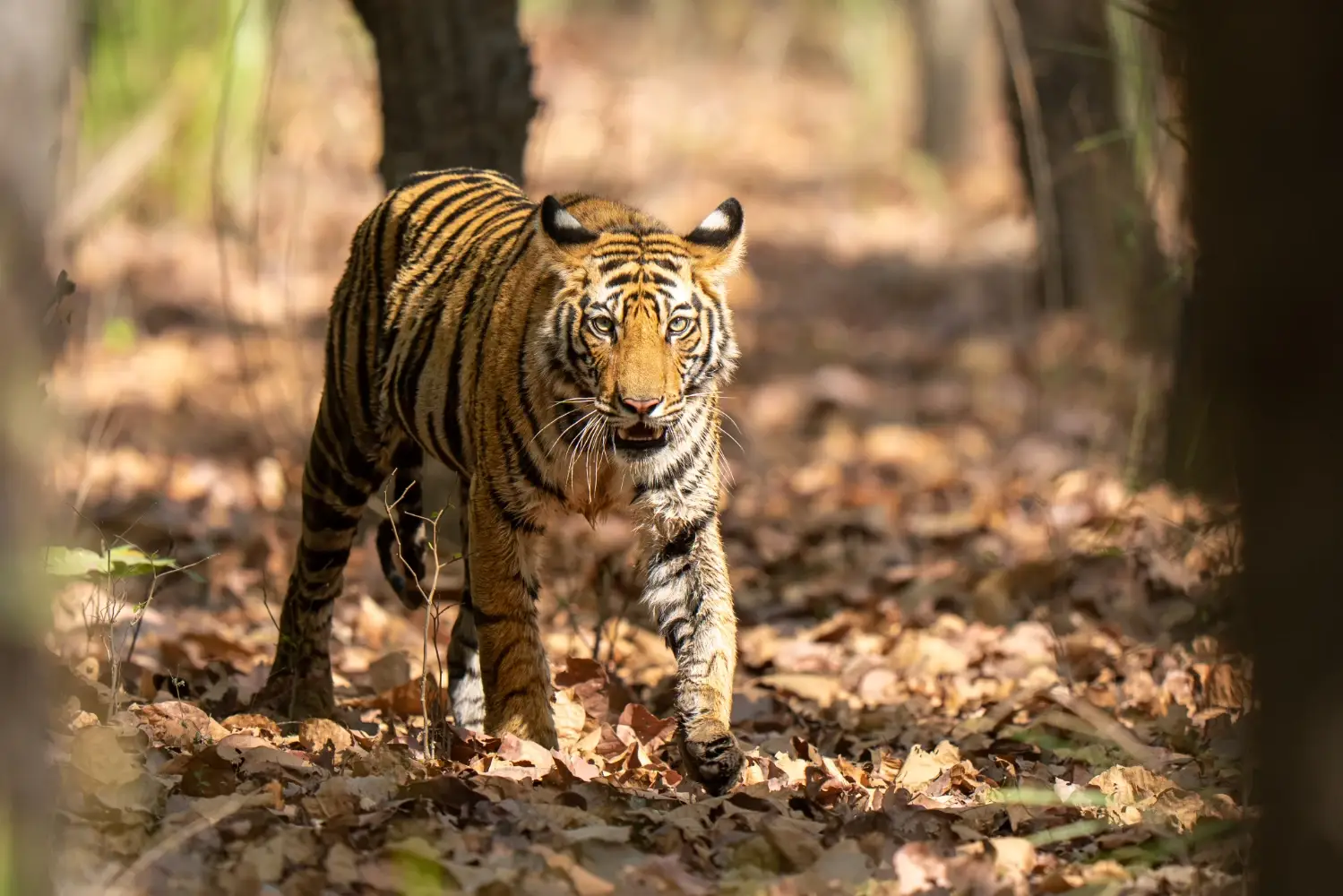 Tiger walking in the forest looking directly at the camera surrounded by dead leaves and trees