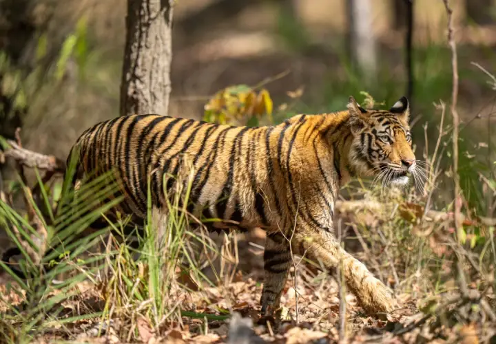 Tiger walking in the forest