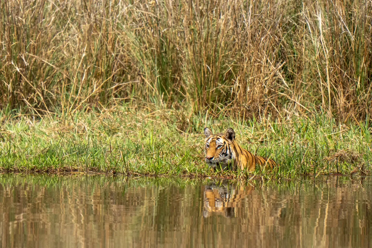 Tiger chest deep in reflective water, grass and greenery behind