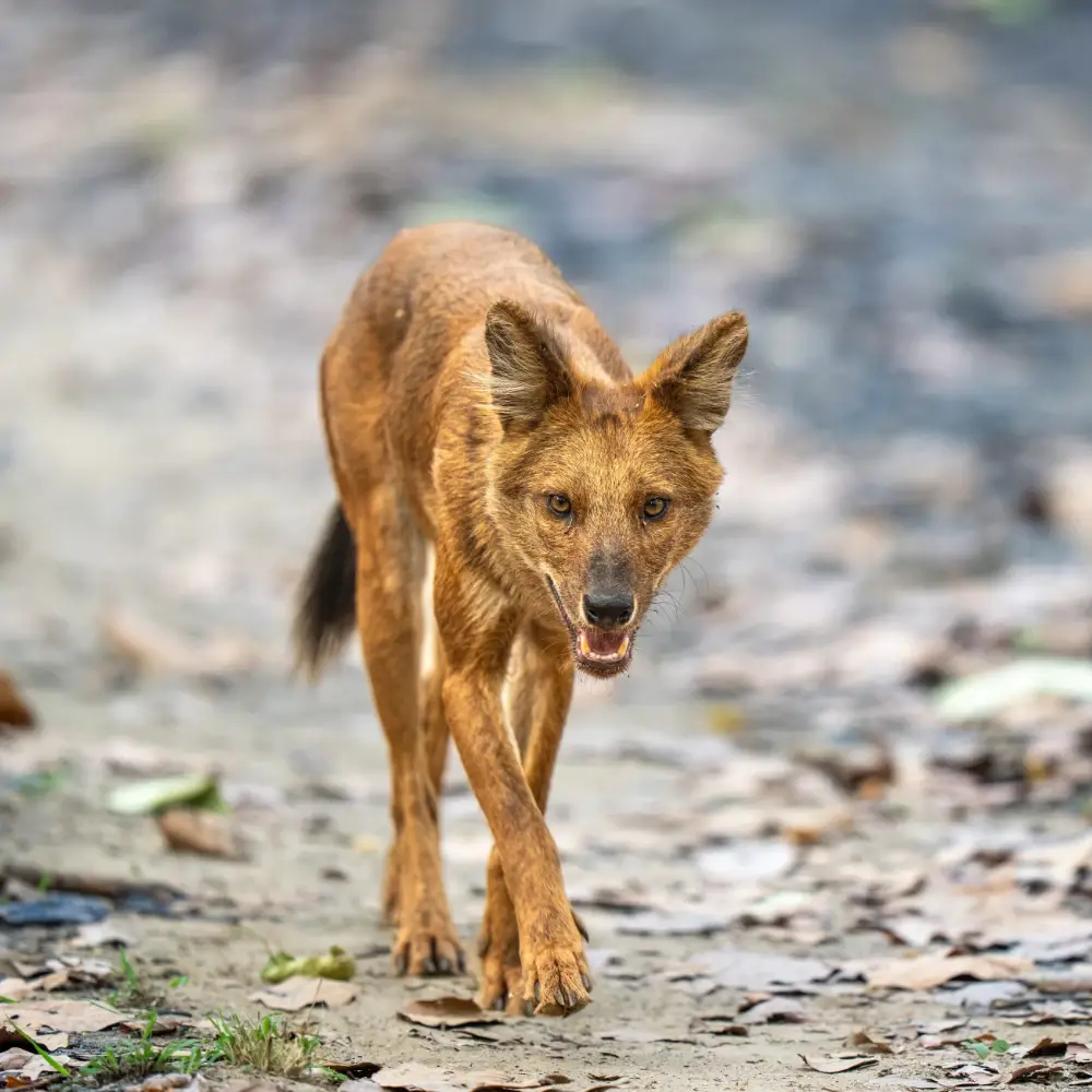 Dhole walking toward the camera