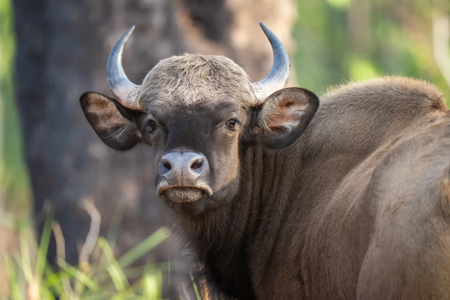 Gaur turning and looking at the camera