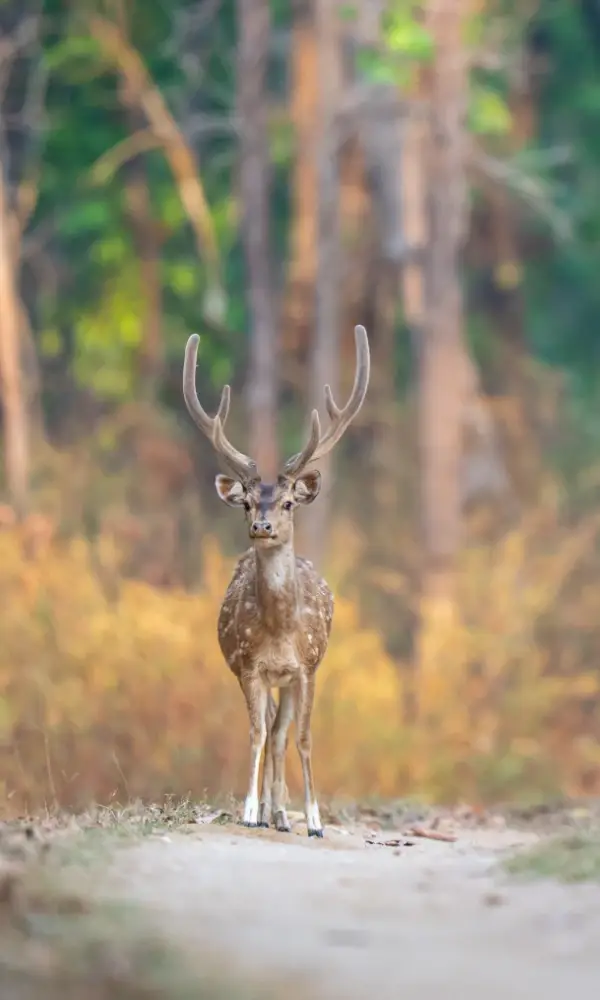 Spotted Deer standing on a path looking at the camera