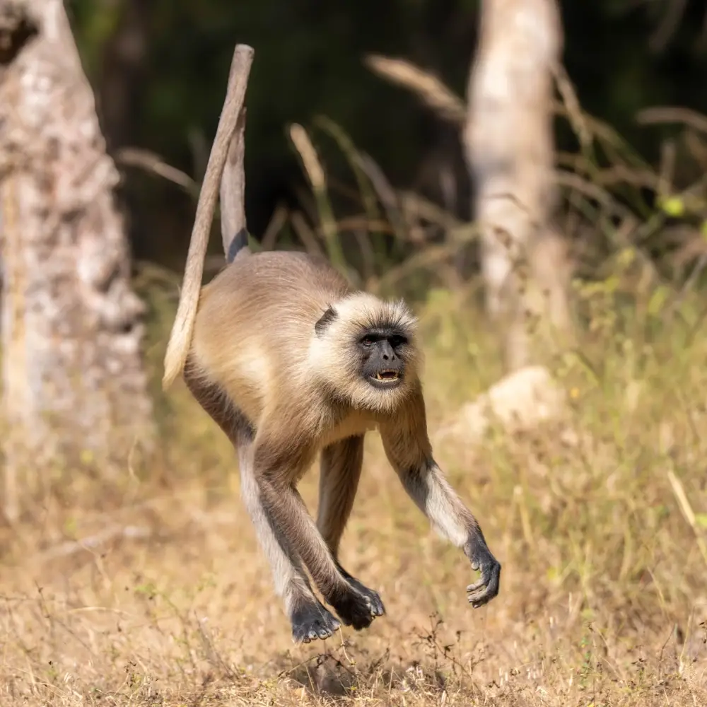 Black faced langur running
