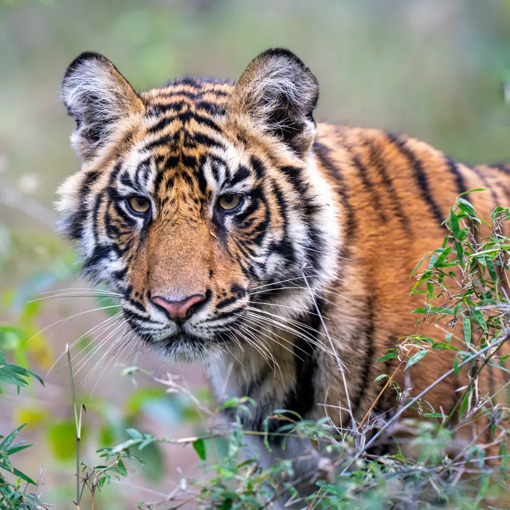 Tiger cub in forest looking at the camera