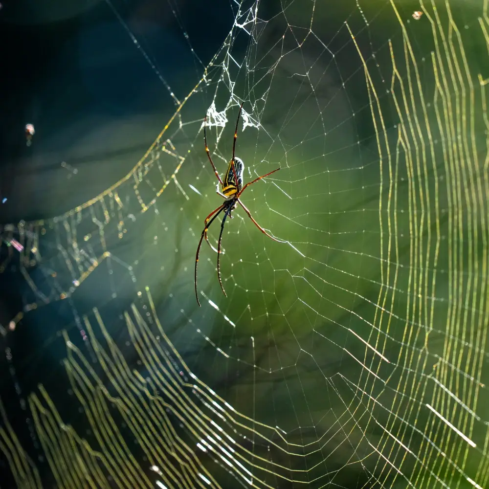 Giant wood spider in reflective web with greenery behind