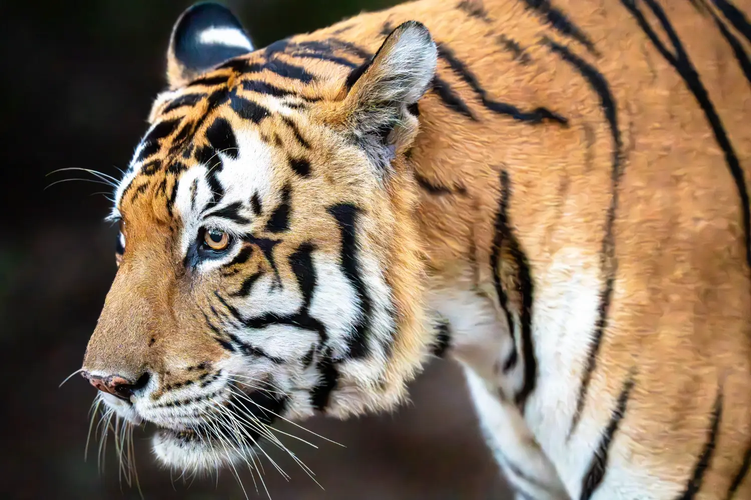 Close up of a male tiger profile