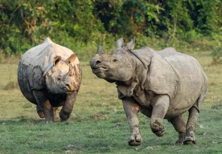 One-horned rhino being chased by another