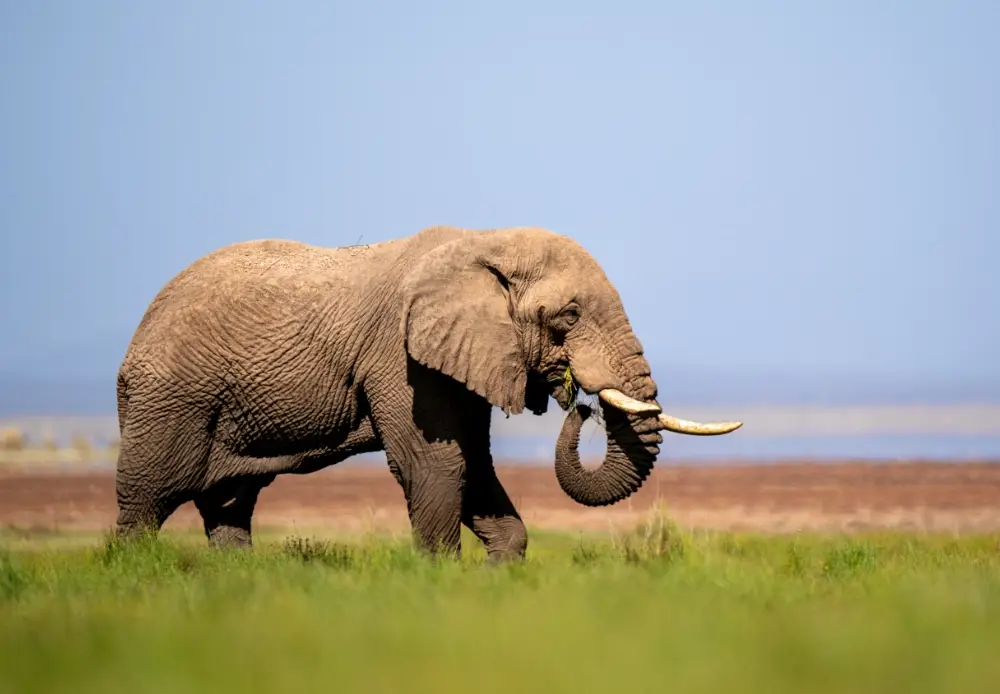 Elephant eating grass